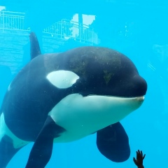 Yura Лотоненко, 29.06.1920, San Diego