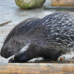 Abbadonich Александр, 27.12.1985, Новосибирск