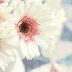 Милана Светлова, Энгельс