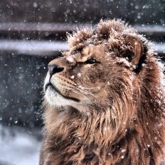 Асет Сулейменов, Астана