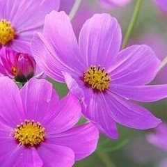 Ирина Суворова, 02.05, Павлово