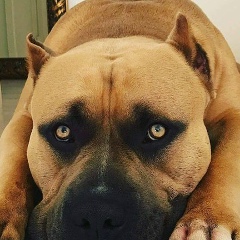 Алмаз Кутлияров, 17.04.2006