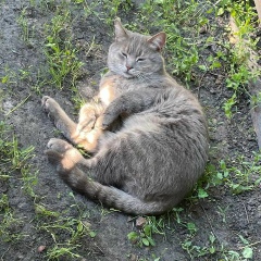 Егорка Мажуга, 01.03.1988, Detroit