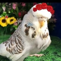 Muhamet Sadirov, 12.08.1989, Ош