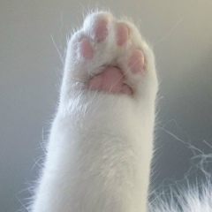 Ксюха Малин, Berlin