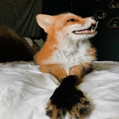 Светлана Стрельникова, 17.09, Воронеж