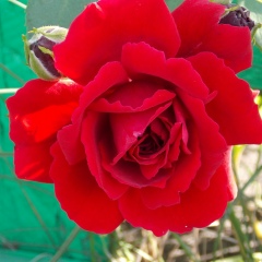 Эдита Ахноян, 01.10.1983, Воронеж