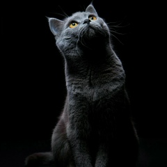 Любовь Федосова, Воронеж