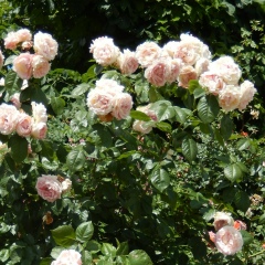 Аня Халаимова, 05.11, Калининград