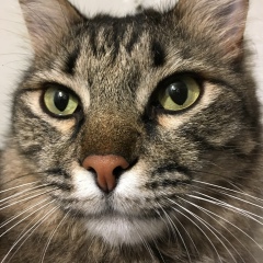 Павлентий Крикун, 16.11