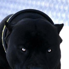 Эльдар Казангапов, 06.06, Алматы