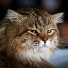 John Smith, Ташкент