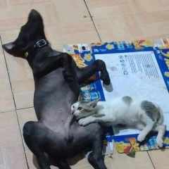 Khun Sang, 16.11.1985