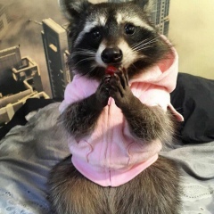 Алиса Лис, 10.10.2000