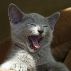 Юлия Карповская, Санкт-Петербург