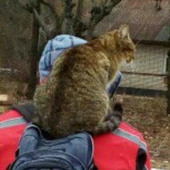 Богдан Верстюк, 31.12.1902, Киев