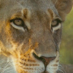 Натали Вихрова, Санкт-Петербург