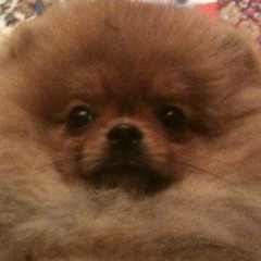 Ольга Басарукина-Паникоровская, 14.12, Санкт-Петербург