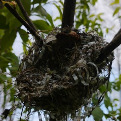 Александр Мукомол