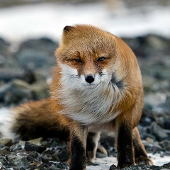 Владислав Скращук, 12.10.1976, Гродно