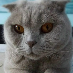 Леха Цыганов, 01.01.1904, Зеленоград