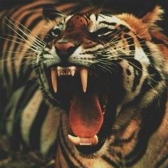 Adlan Dediev, 17.02.1997, Москва