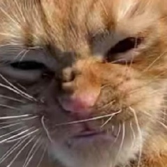 Сашка Шурик, 29.07.1988, Москва