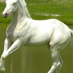 Нурбек Абдуллаев, 29.10, Баткен