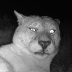 Pirx Direct, 01.01.1927