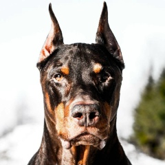 Юрий Ляпин, 20.01