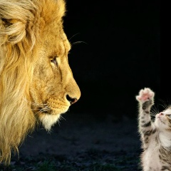 Константин Козырев, 23.12, Могилёв