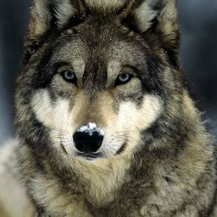 Болат Ахметов, Алматы