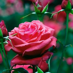 Ирада Мамедова, 11.05, Елабуга