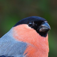 Дмитрий Козлов, Омск