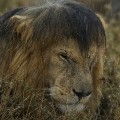 Sandro An, 11.02, Москва