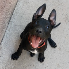 Коба Болат, 21.03.2006, Алматы