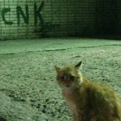 Рома Притыкин