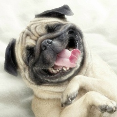 Яков Чмель, 05.10.1978, Санкт-Петербург