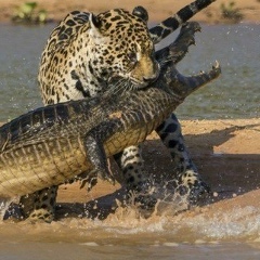 Aset Kayrat, 29.12.1991, Алматы