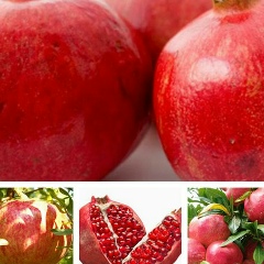 Гулноза Бахрамова, 07.12.1973, Донецк