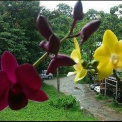 Zin Min, 05.08.1969, Москва