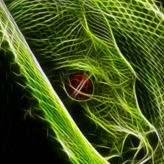 Георгий Мещеряков, Липецк