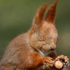 Альфред Золупенко, Исайки