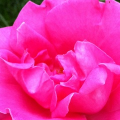 Виола Кулова, Москва