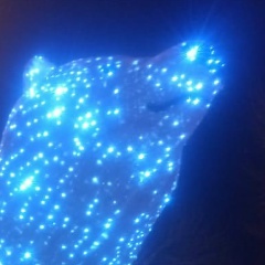 Игорь Белоусов, 07.08.1988, Кемерово