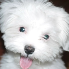 Папик Рахитов, 03.03.1982, Beograd