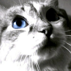 Александр Kelminov, 24.06.1988, Тюмень