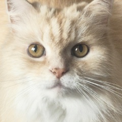 Ada P, 04.07, Москва