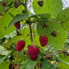 Question Word, Москва