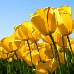 Лиана Миннеханова, 01.08.1987, Казань